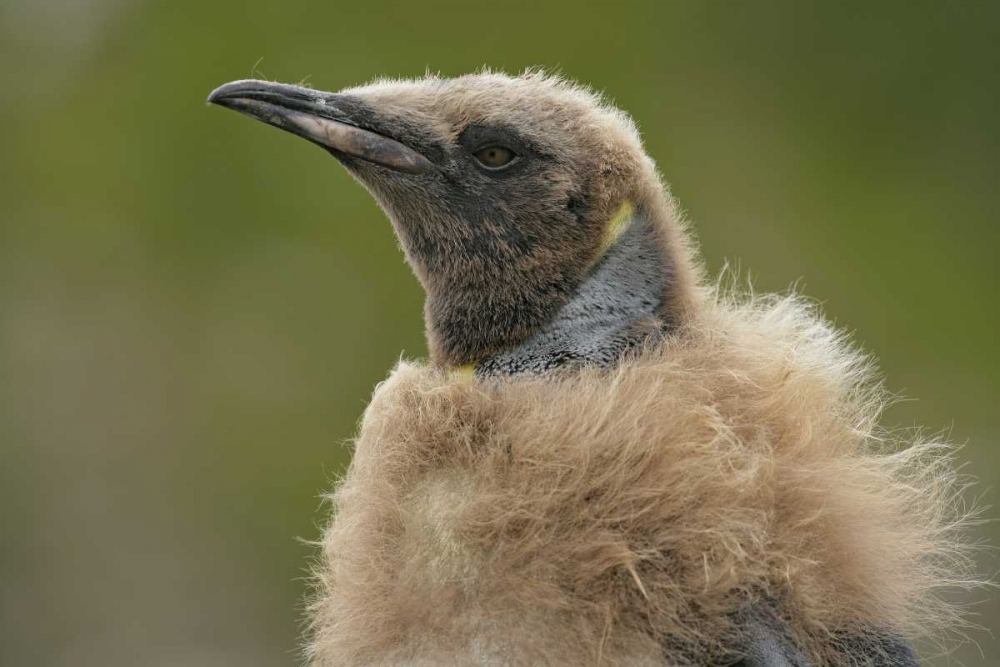 South Georgia Island Molting king penguin chick art print by Arthur Morris for $57.95 CAD