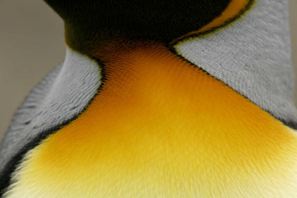 South Georgia Island Detail of king penguin art print by Arthur Morris for $57.95 CAD