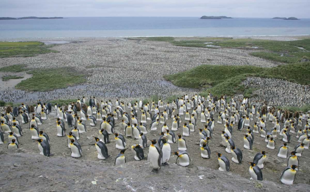 South Georgia Island King penguin colony art print by Arthur Morris for $57.95 CAD
