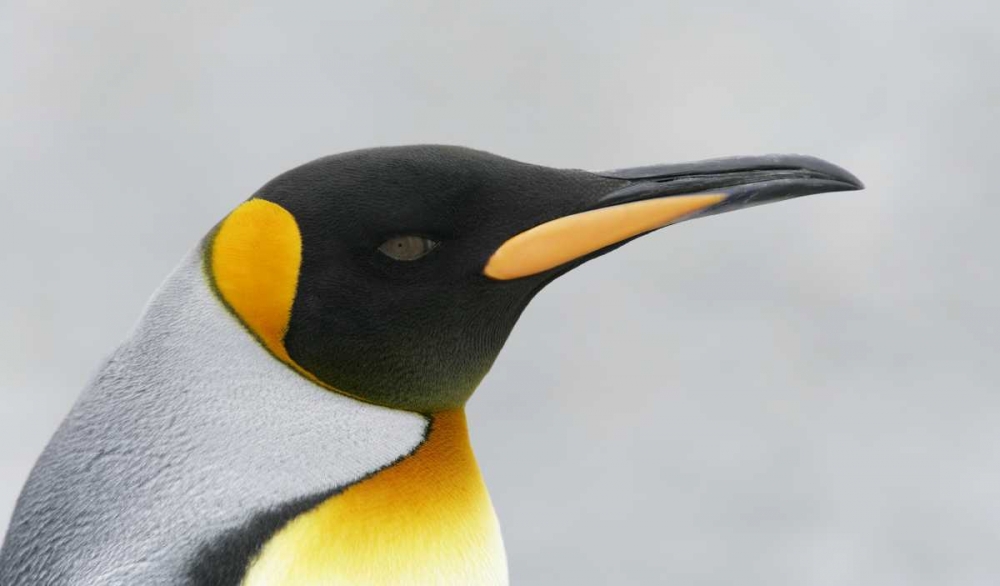 South Georgia Island King penguin head art print by Arthur Morris for $57.95 CAD