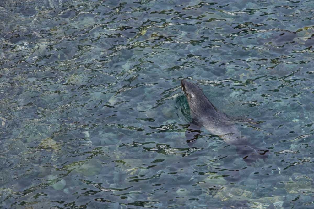 South Georgia Island Southern fur seal swimming art print by Don Paulson for $57.95 CAD