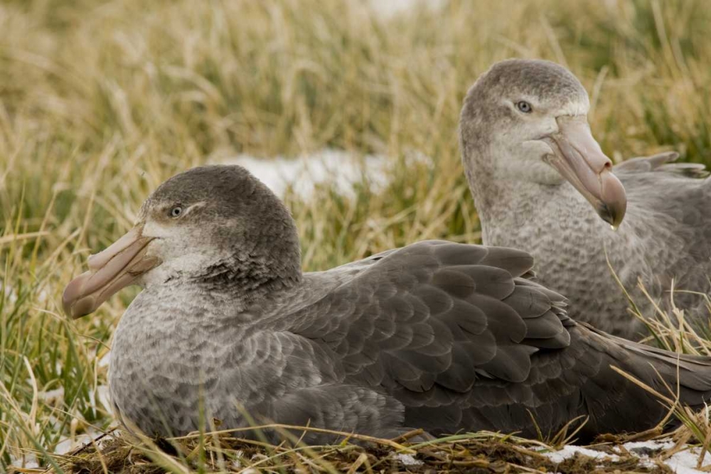 South Georgia Is Northern giant petrels in grass art print by Don Paulson for $57.95 CAD