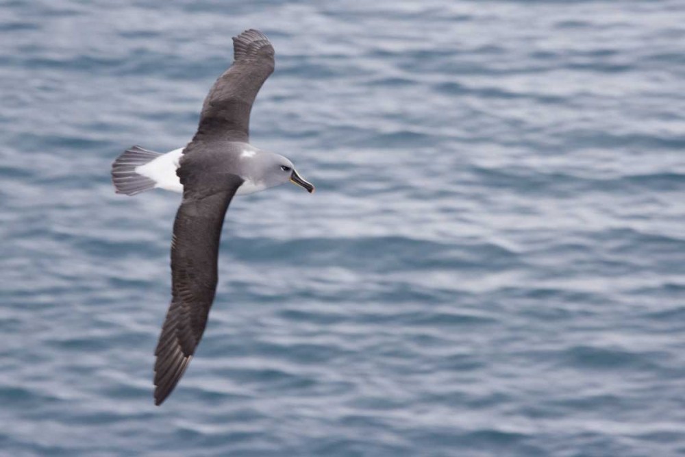 South Georgia Island Gray-headed albatross art print by Don Paulson for $57.95 CAD