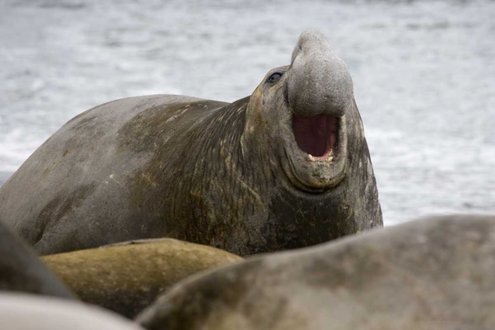 South Georgia Island Bull elephant seal art print by Don Paulson for $57.95 CAD