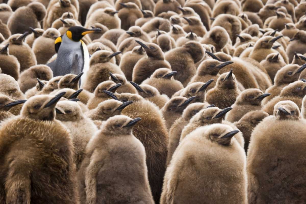 South Georgia Island Young king penguin chicks art print by Don Paulson for $57.95 CAD