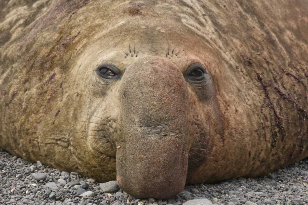 South Georgia Island Bull elephant seal art print by Don Paulson for $57.95 CAD