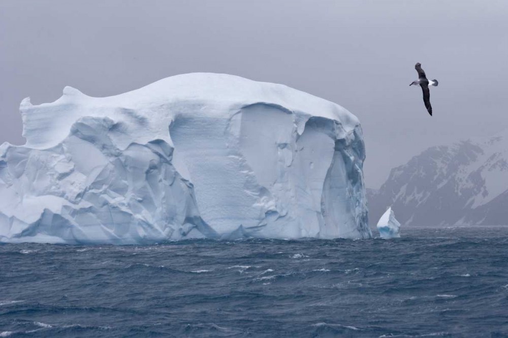 South Georgia Island Albatross by an iceberg art print by Don Paulson for $57.95 CAD