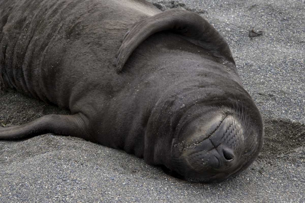 South Georgia Island Elephant seal pup sleeps art print by Don Paulson for $57.95 CAD