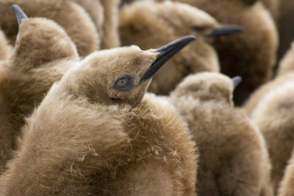 South Georgia Island Young king penguin chicks art print by Don Paulson for $57.95 CAD