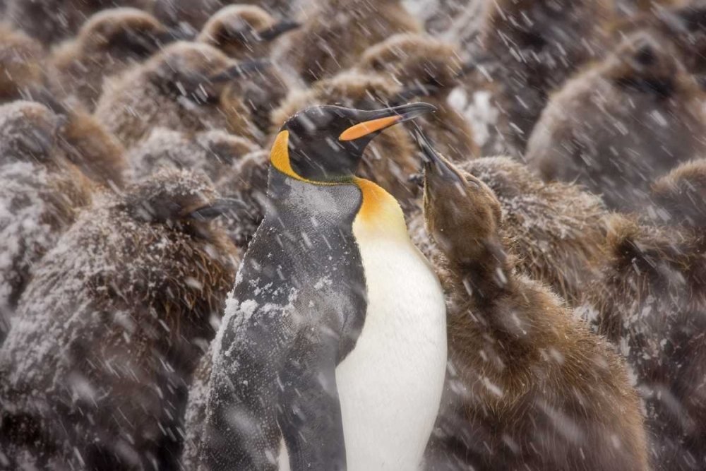 South Georgia Isl, Young king penguin begs art print by Don Paulson for $57.95 CAD
