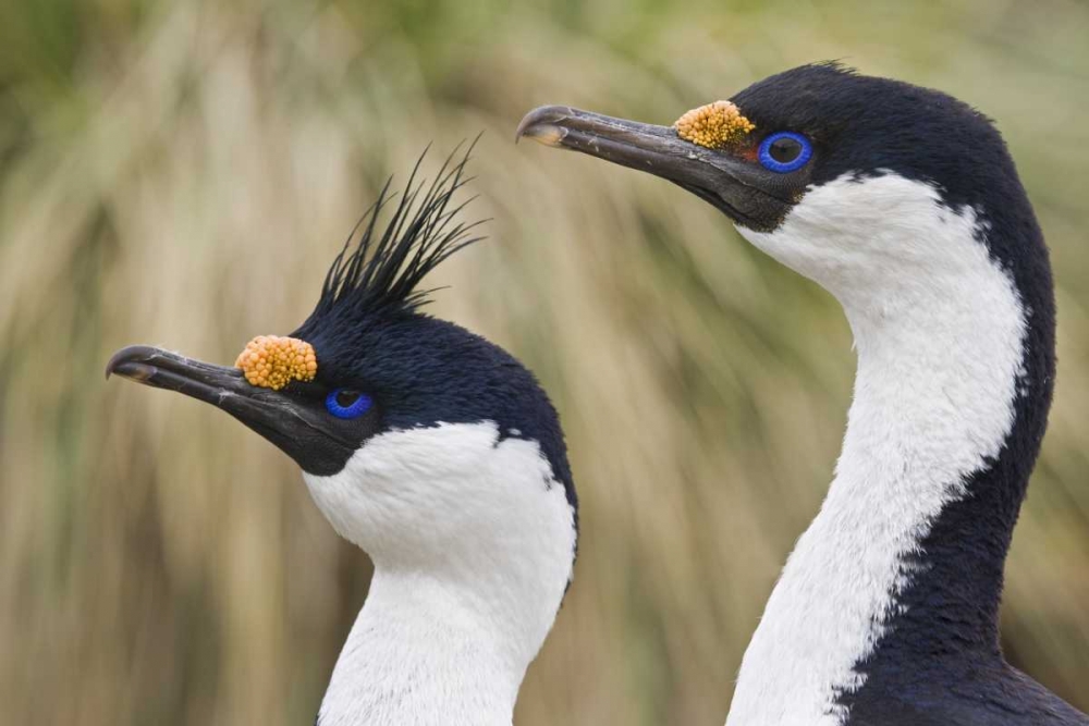 South Georgia Is Blue-eyed cormorants art print by Don Paulson for $57.95 CAD