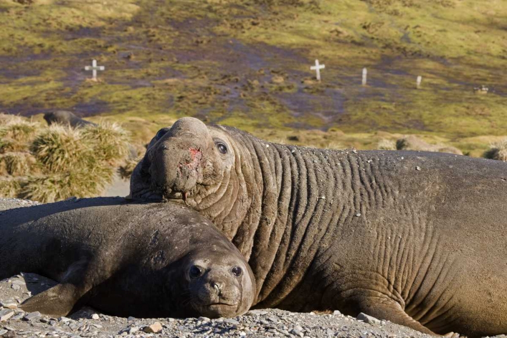 South Georgia Isl Bull elephant seal with harem art print by Don Paulson for $57.95 CAD