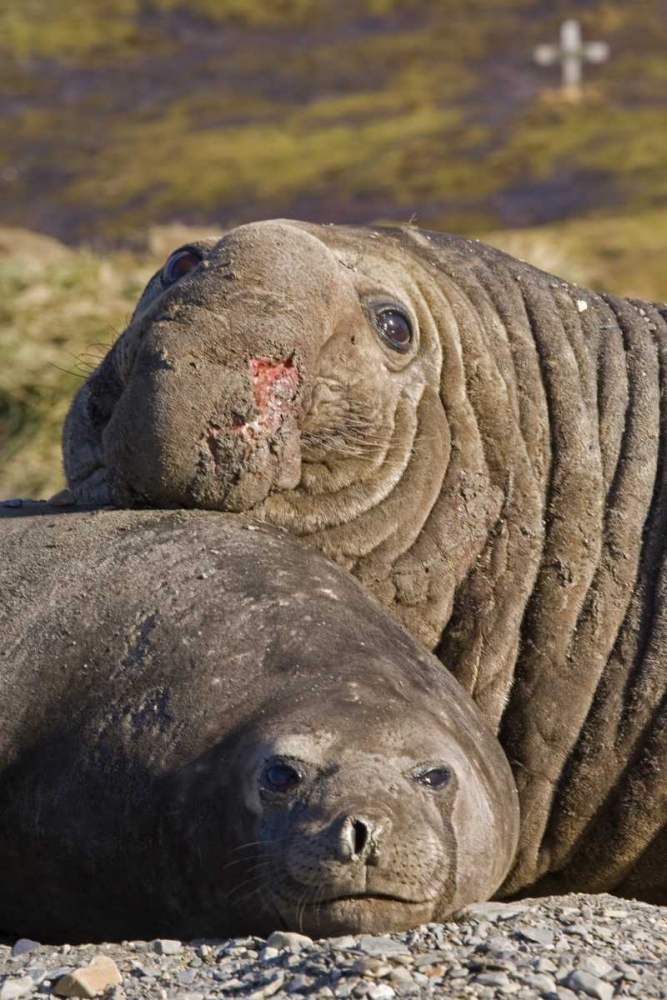 South Georgia Isl Bull elephant seal and female art print by Don Paulson for $57.95 CAD