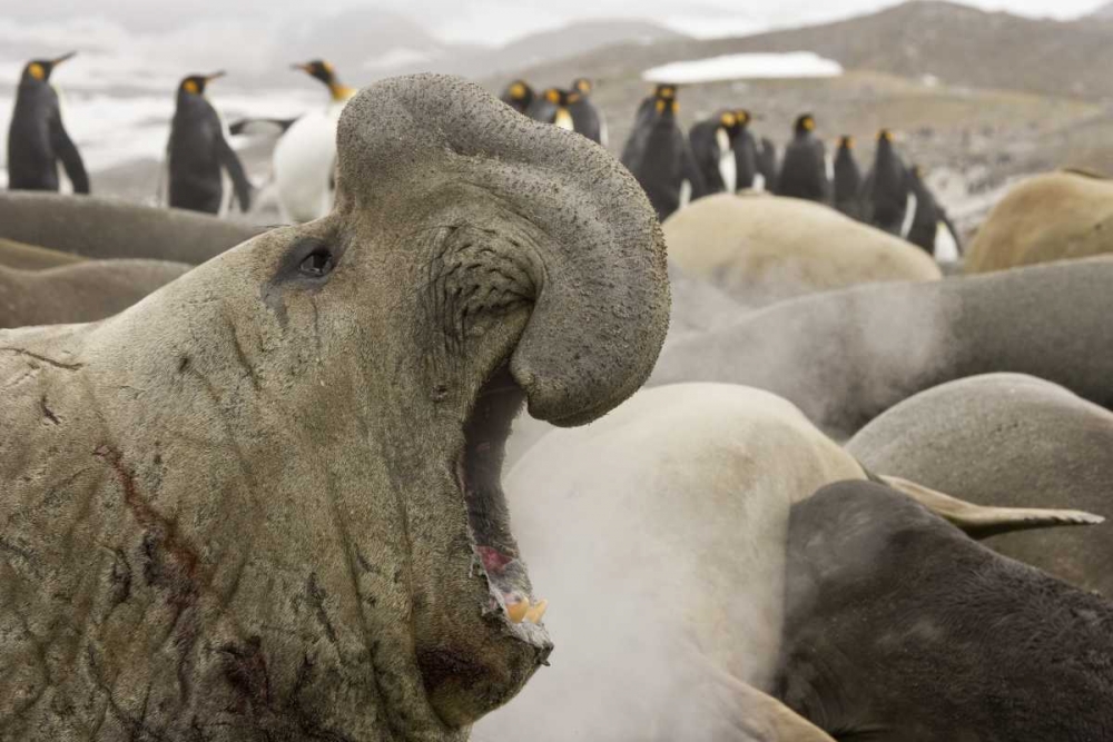 South Georgia Isl Scarred elephant seal roaring art print by Don Paulson for $57.95 CAD