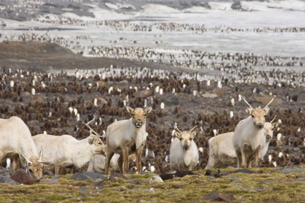 South Georgia Isl, Reindeers and king penguins art print by Don Paulson for $57.95 CAD
