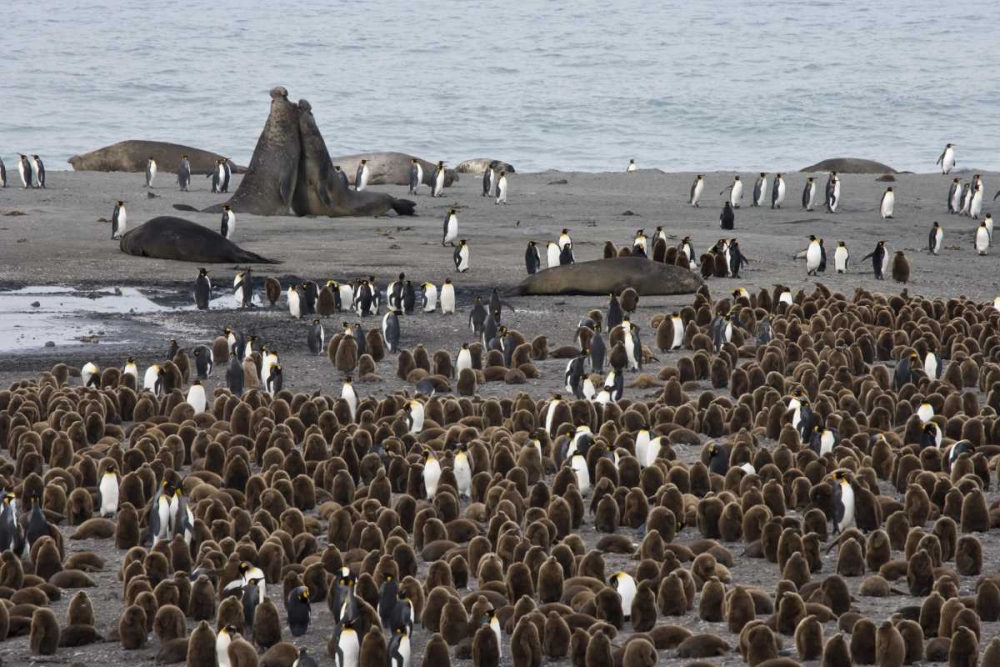 South Georgia Isl, Bull elephant seals fighting art print by Don Paulson for $57.95 CAD