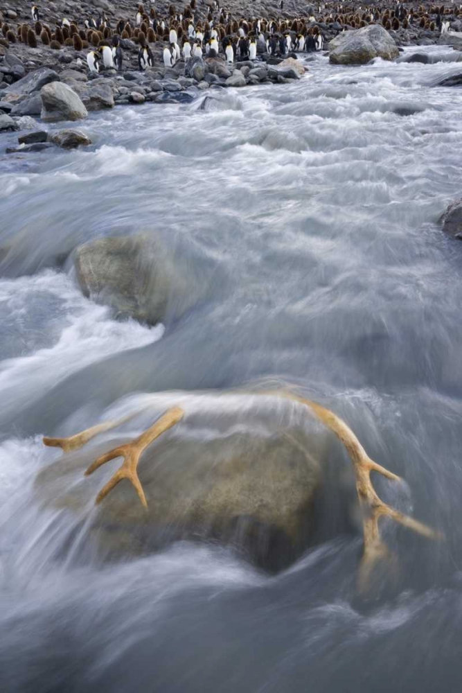 South Georgia Isl, River by king penguin colony art print by Don Paulson for $57.95 CAD