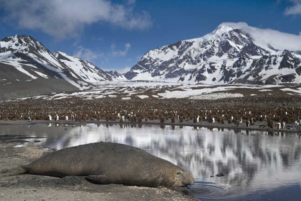 South Georgia Isl, Elephant seal and king penguin art print by Don Paulson for $57.95 CAD