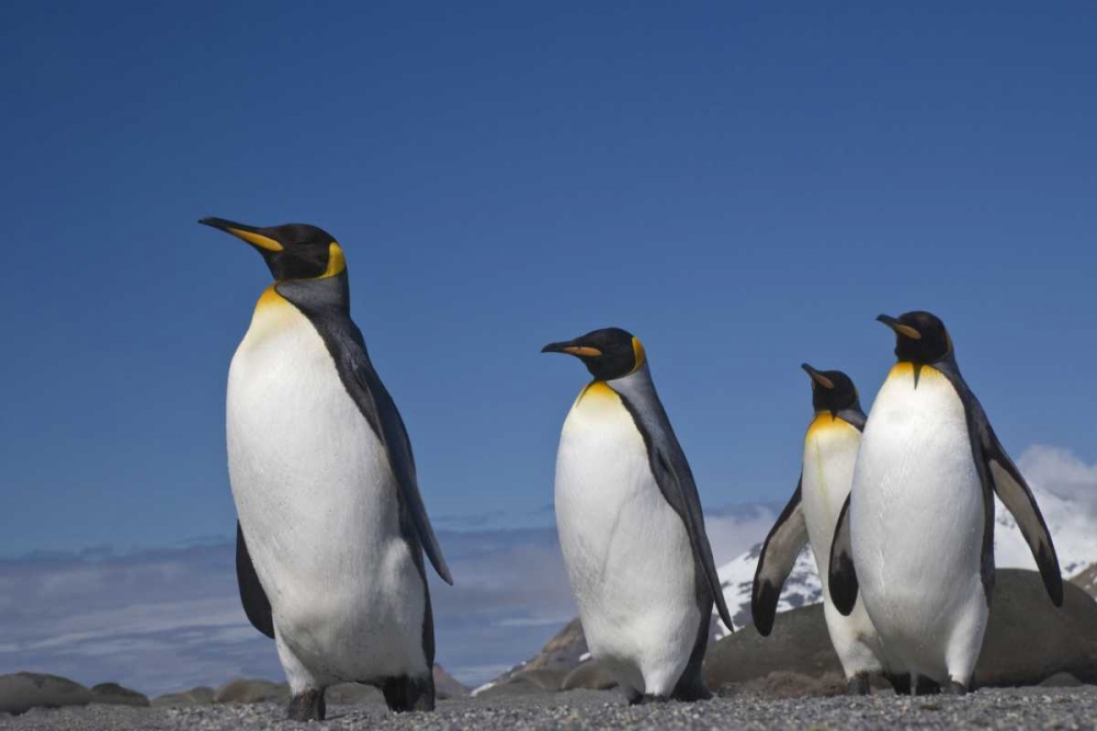 South Georgia Island King penguins marching art print by Don Paulson for $57.95 CAD