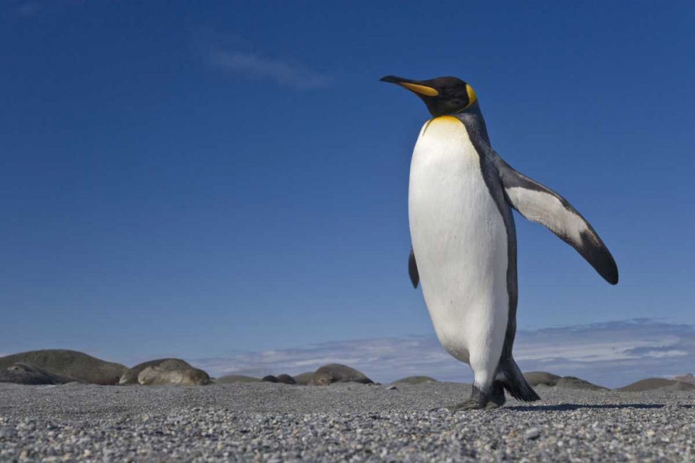 South Georgia Isl, St Andrews Bay King penguin art print by Don Paulson for $57.95 CAD