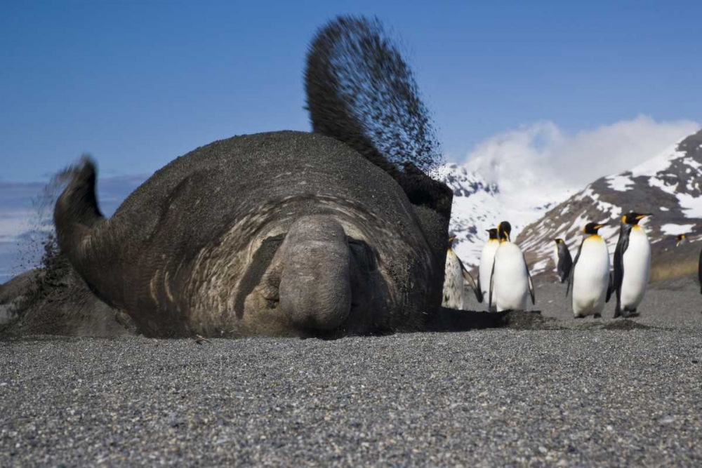 South Georgia Isl Bull elephant seal throws sand art print by Don Paulson for $57.95 CAD