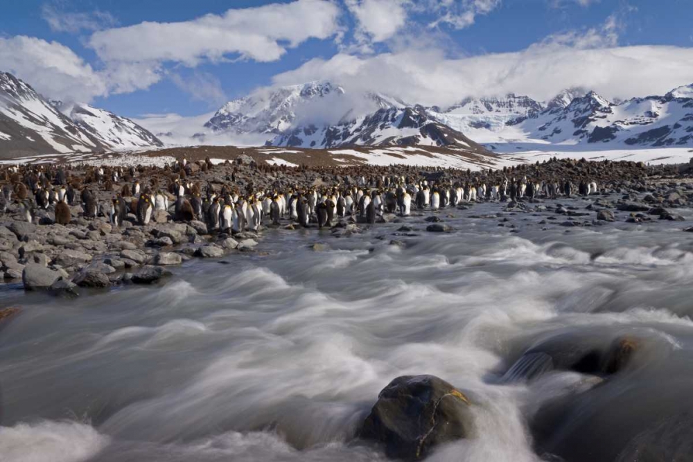 South Georgia Island, King penguin colony art print by Don Paulson for $57.95 CAD