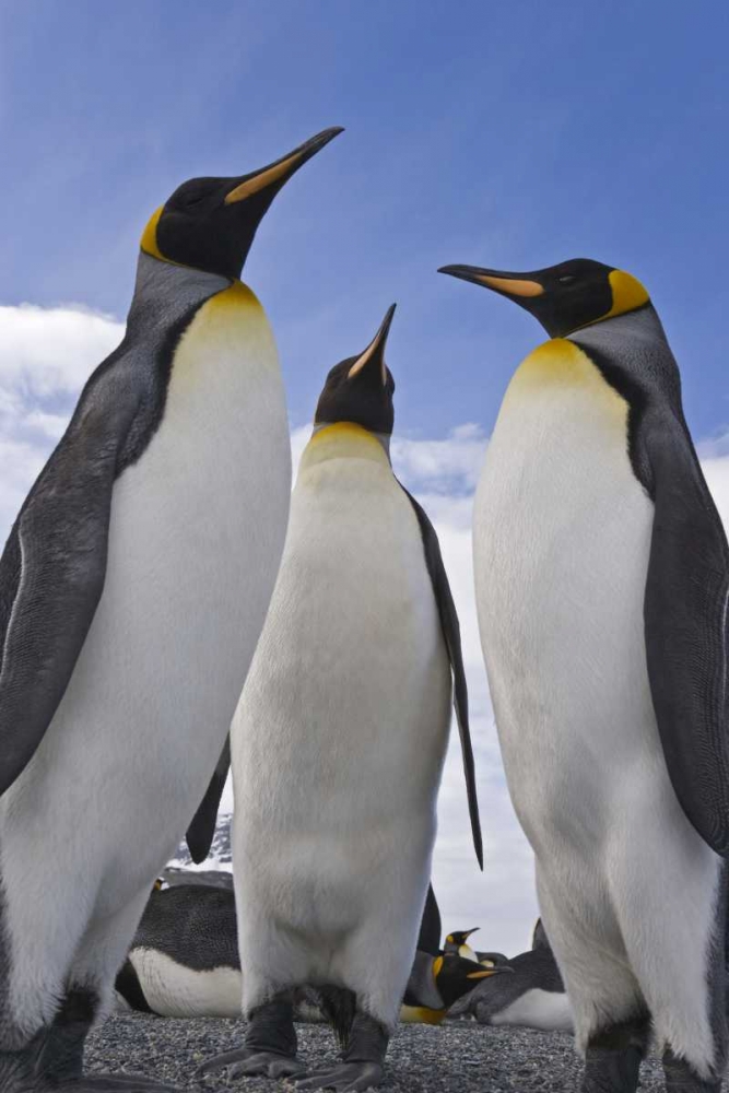 South Georgia Island Three king penguins art print by Don Paulson for $57.95 CAD