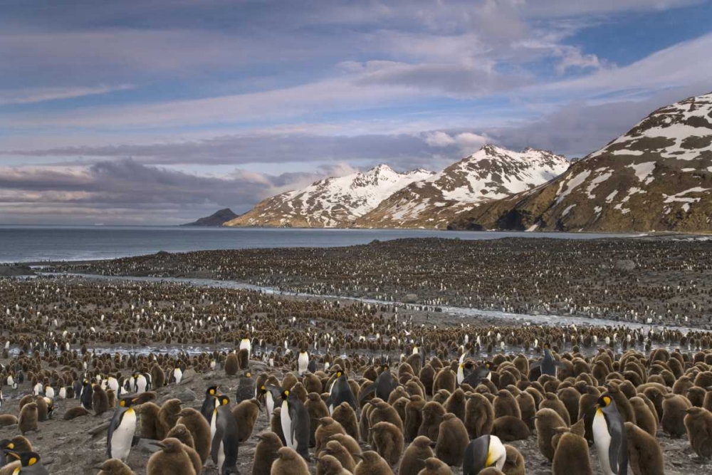 South Georgia Island, King penguin colony art print by Don Paulson for $57.95 CAD