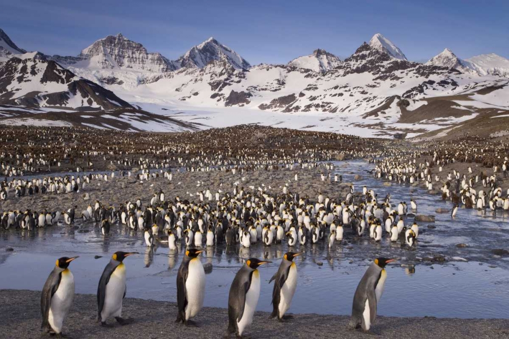 South Georgia Island, King penguin colony art print by Don Paulson for $57.95 CAD