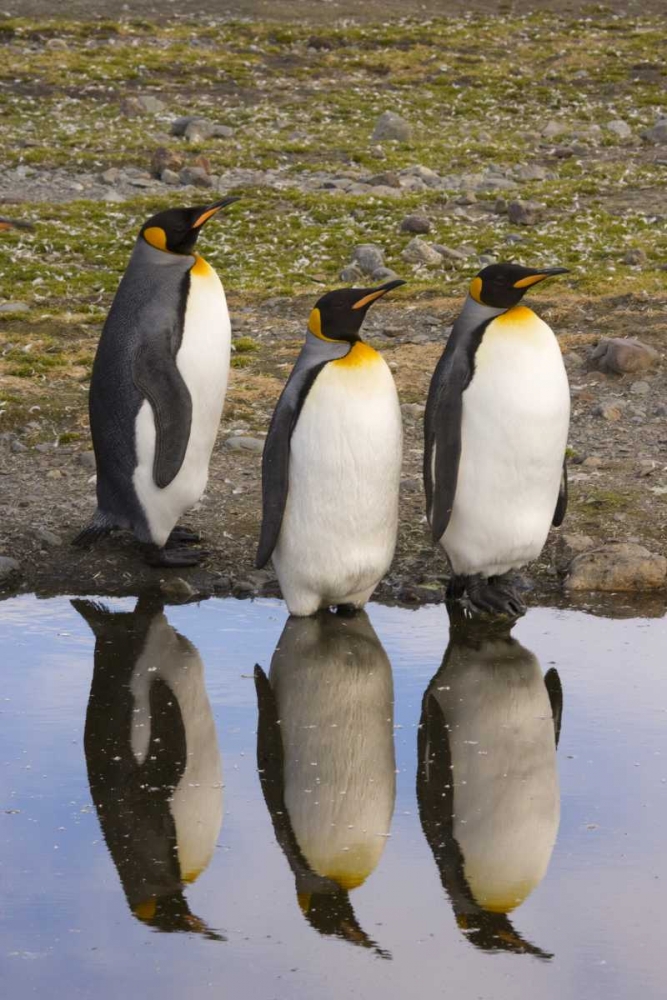 South Georgia Island, Three king penguins art print by Don Paulson for $57.95 CAD