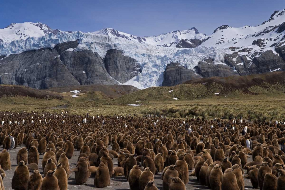 South Georgia Isl, King penguin colony art print by Don Paulson for $57.95 CAD