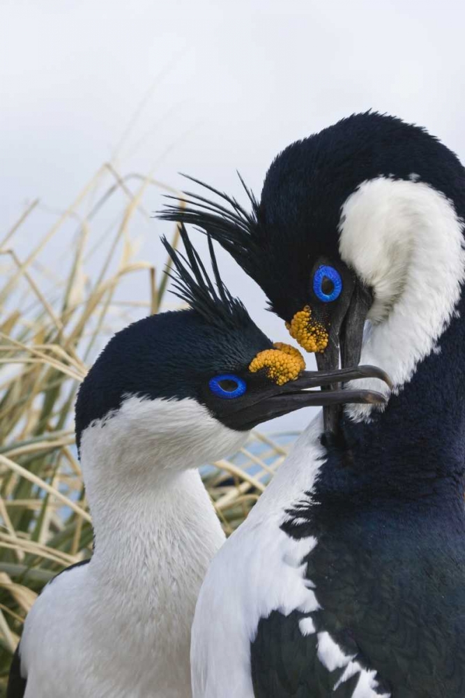 South Georgia Island Blue-eyed cormorants art print by Don Paulson for $57.95 CAD
