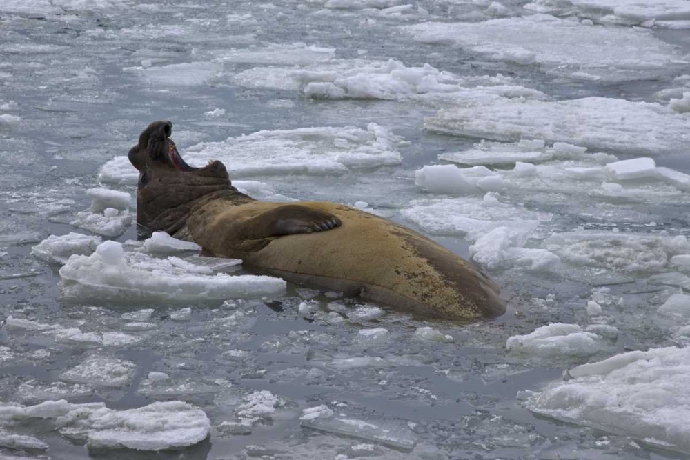 South Georgia Island Bull elephant seal in sea art print by Don Paulson for $57.95 CAD