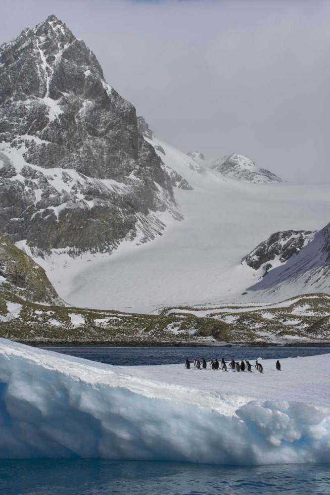 South Georgia Island Gentoo penguins on iceberg art print by Don Paulson for $57.95 CAD