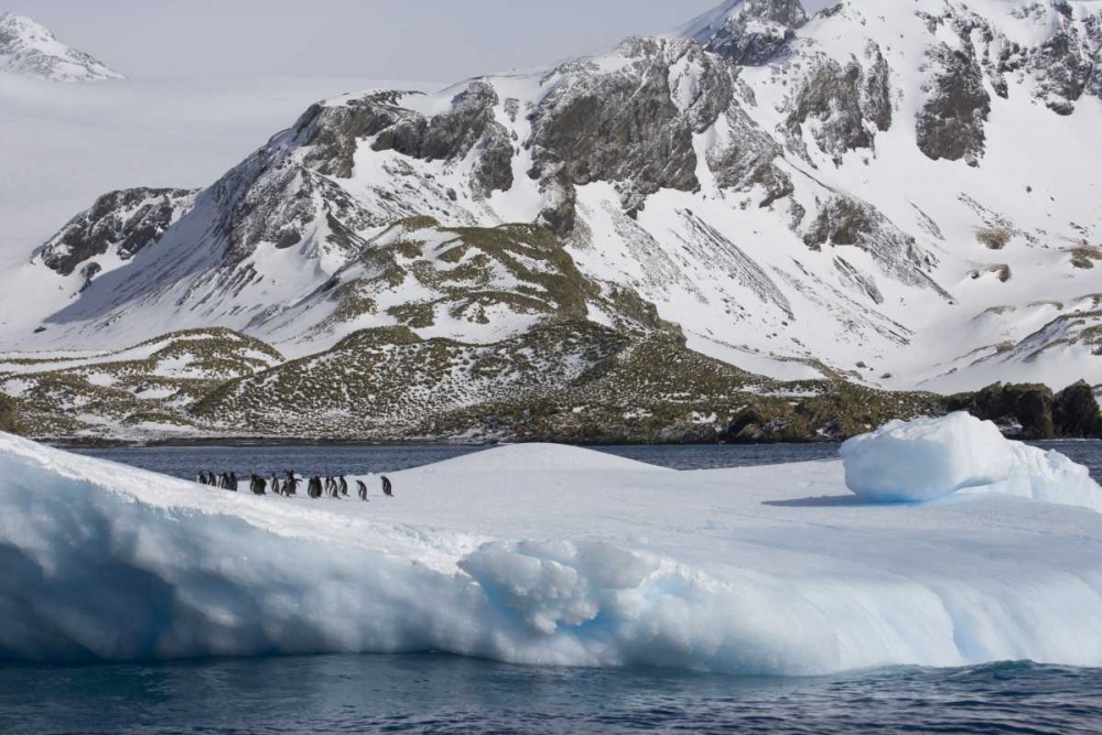 South Georgia Island Gentoo penguins on iceberg art print by Don Paulson for $57.95 CAD