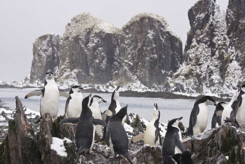 South Georgia Isl, Cooper Bay Chinstrap penguins art print by Don Paulson for $57.95 CAD