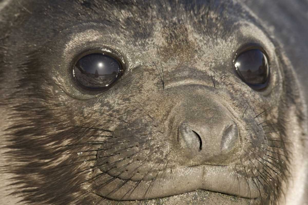 South Georgia Island Of elephant seal pups face art print by Don Paulson for $57.95 CAD