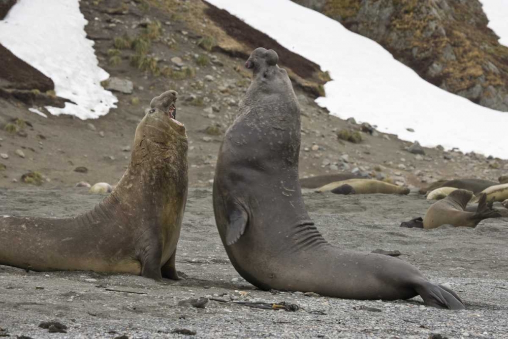 South Georgia Island Elephant seals fighting art print by Don Paulson for $57.95 CAD