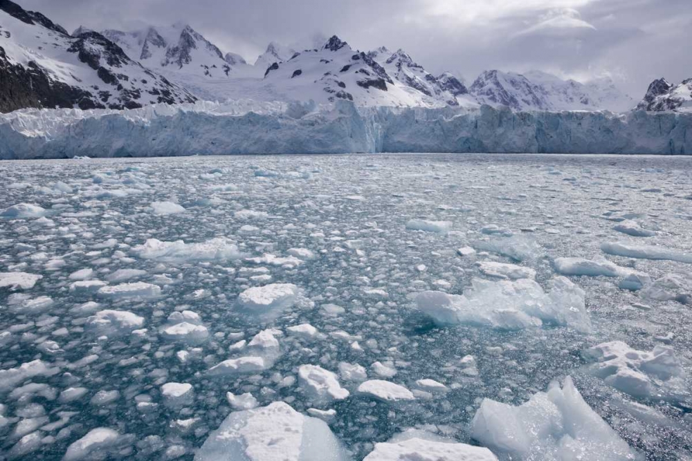 South Georgia Island, Iris Bay Herz Glacier art print by Don Paulson for $57.95 CAD