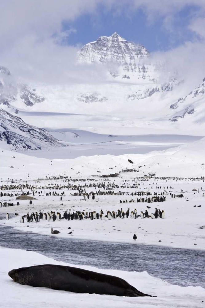 South Georgia Isl, Seal and Penguin colony art print by Don Paulson for $57.95 CAD