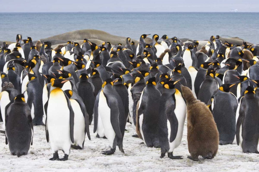 South Georgia Isl King penguin chick art print by Don Paulson for $57.95 CAD