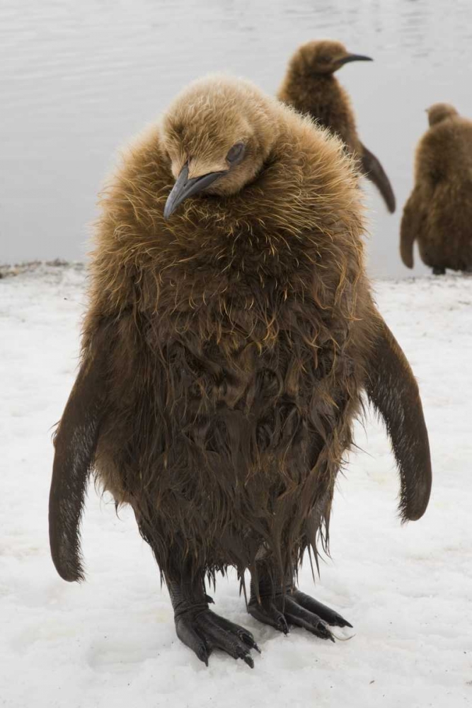 South Georgia Island Dripping king penguin chick art print by Don Paulson for $57.95 CAD