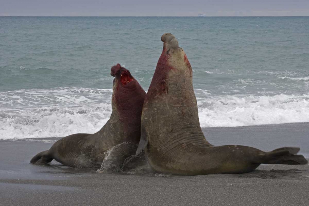 South Georgia Island Bull elephant seals fight art print by Don Paulson for $57.95 CAD