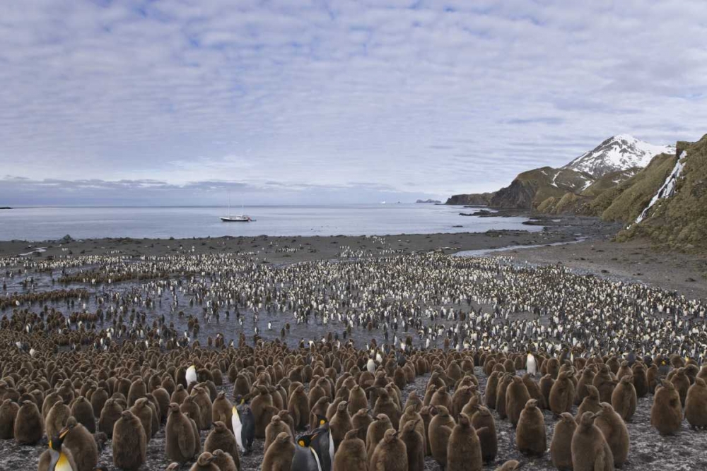 South Georgia Isl, King penguin colony art print by Don Paulson for $57.95 CAD