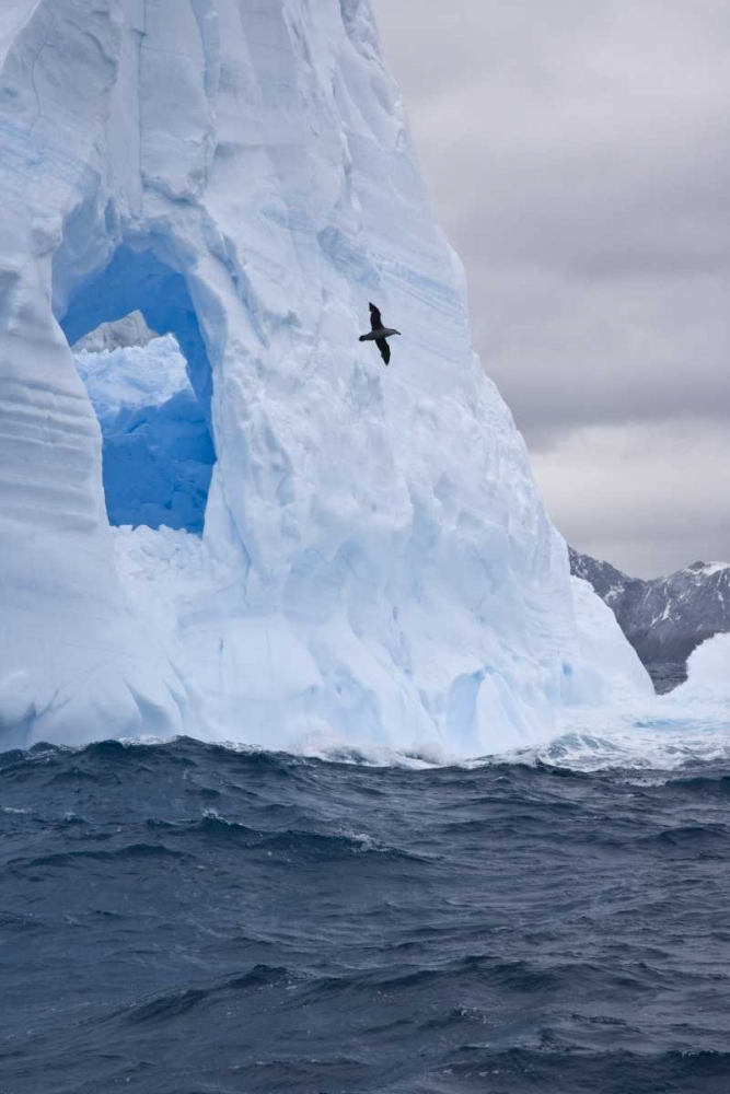 South Georgia Island Albatross by an iceberg art print by Don Paulson for $57.95 CAD