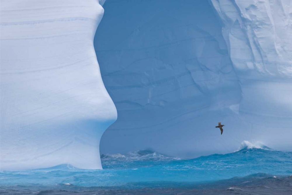 South Georgia Island Albatross by an iceberg art print by Don Paulson for $57.95 CAD