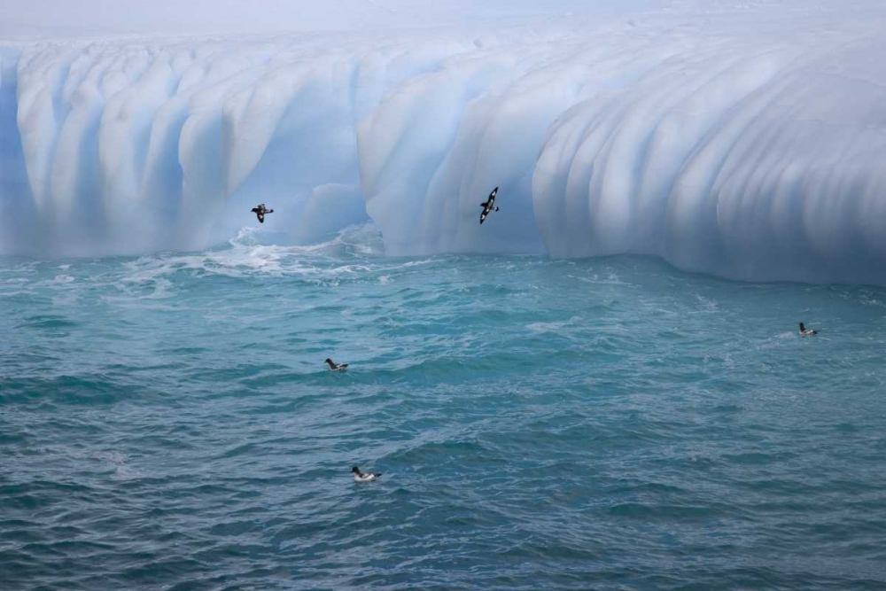 South Georgia Island Cape petrels by iceberg art print by Don Paulson for $57.95 CAD