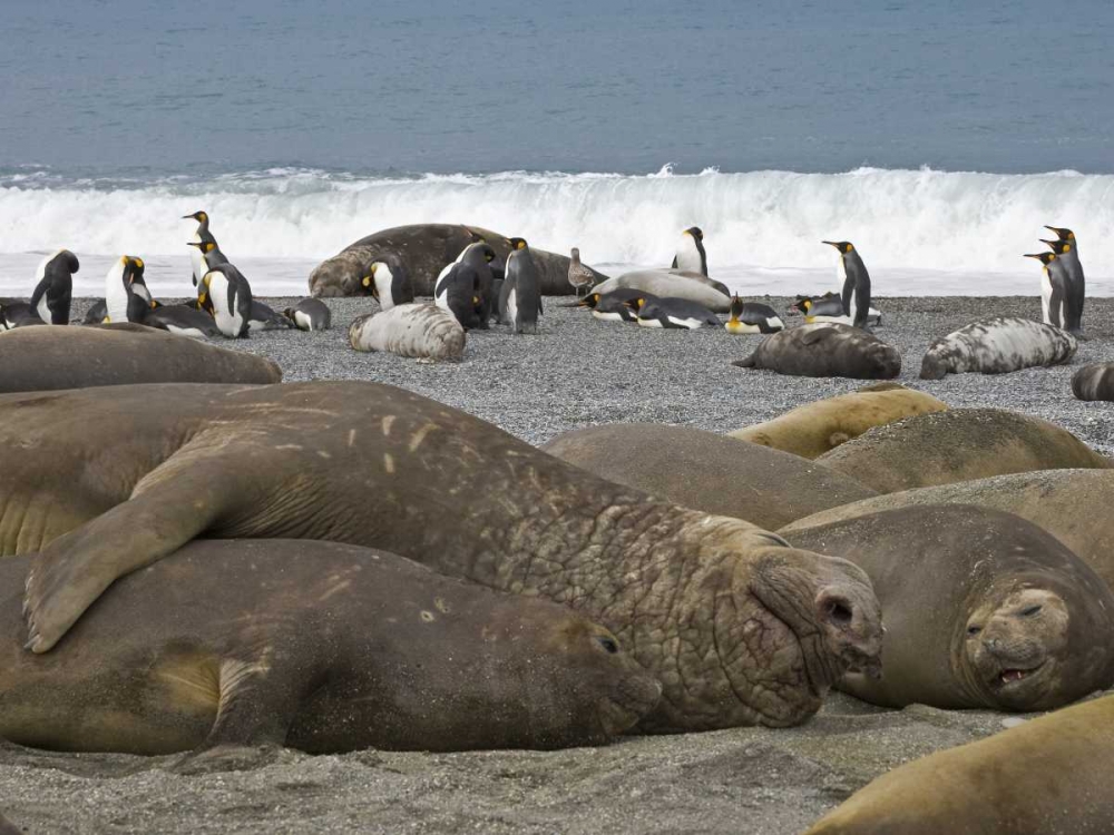 South Georgia Isl, Seals and Penguins on beach art print by Don Paulson for $57.95 CAD