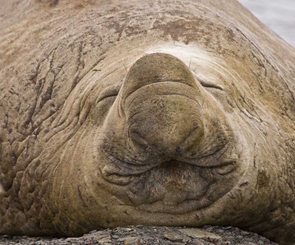 South Georgia Island Sleeping bull elephant seal art print by Don Paulson for $57.95 CAD
