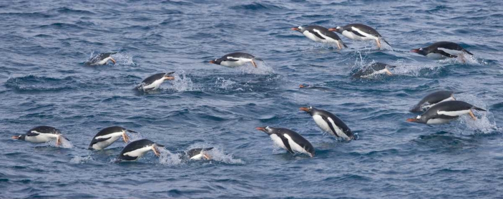 South Georgia Island Gentoo penguins leaping art print by Don Paulson for $57.95 CAD